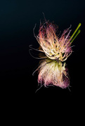 18th Jun 2023 - Mimosa Bloom