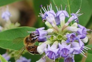 18th Jun 2023 - Bee on Texas Lilac Bloom