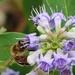 Bee on Texas Lilac Bloom by matsaleh