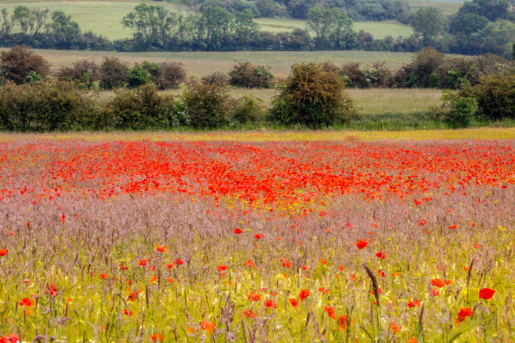 Poppies in the Wolds by carole_sandford