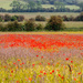 Poppies in the Wolds by carole_sandford