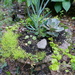 The Old Hosta Leaf Bird Bath by sunnygreenwood