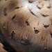 Giant Mushroom 2 by careymartin