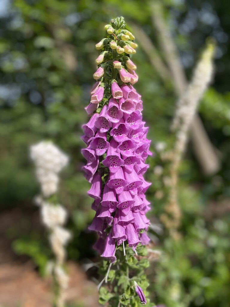 Foxglove glade  by lizgooster