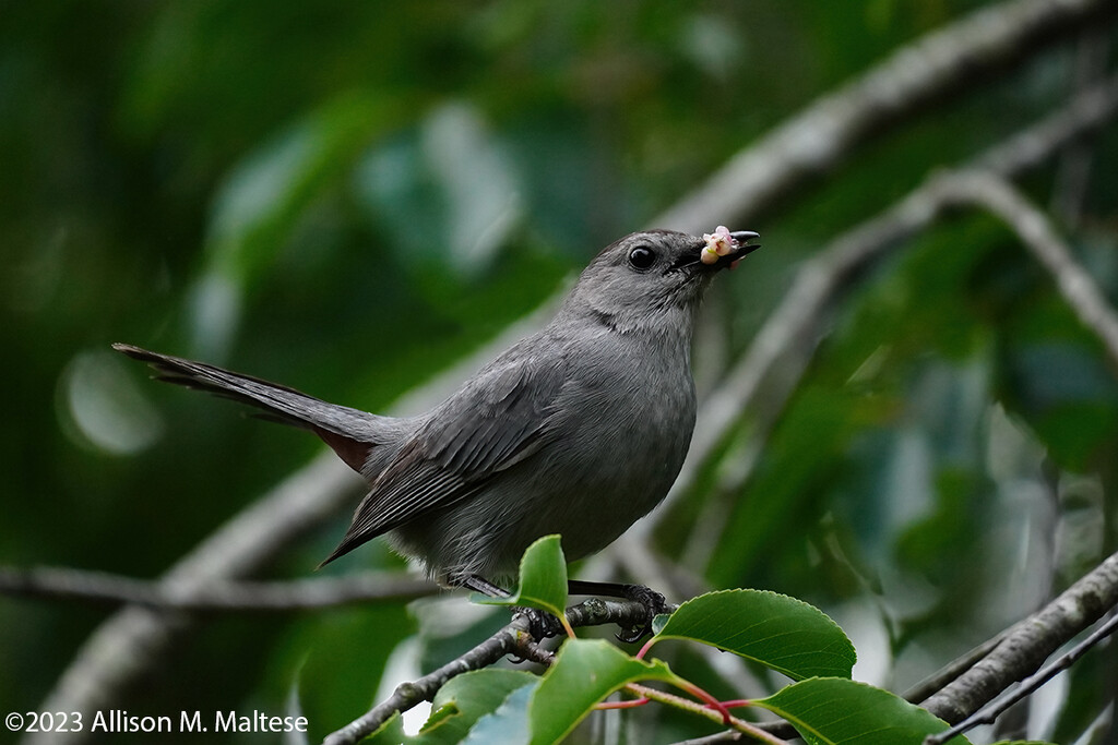 Foraging Catbird by falcon11