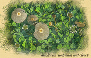 18th Jun 2023 - Mushroom Umbrellas and Clover