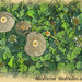 Mushroom Umbrellas and Clover by gardencat