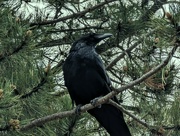 18th Jun 2023 - The Raven