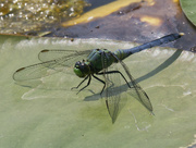 18th Jun 2023 - Eastern Pondhawk dragonfly