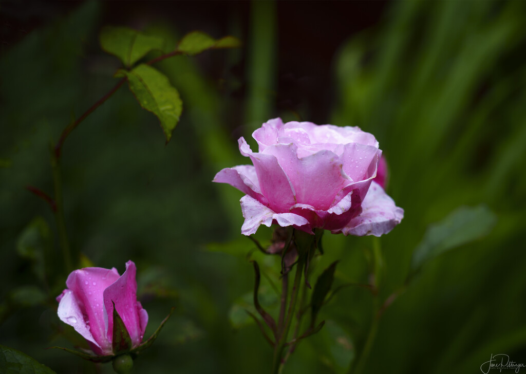 Pink Roses by jgpittenger