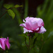 Pink Roses by jgpittenger