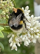 18th Jun 2023 - Busy bee