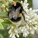Busy bee by bill_gk