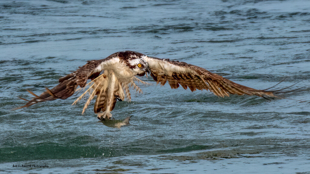All wet! Osprey coming out of the water, Sebastian Inlet Florida by photographycrazy