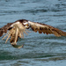 All wet! Osprey coming out of the water, Sebastian Inlet Florida by photographycrazy