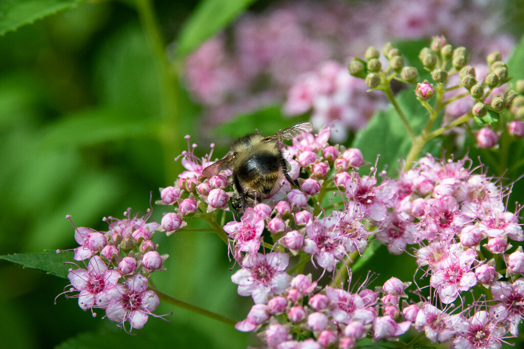 Bumble Bee Bum by epcello