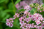 18th Jun 2023 - Bumble Bee Bum