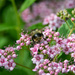Bumble Bee Bum by epcello