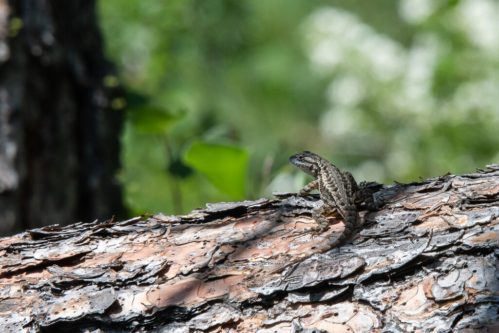 Side-botched Lizard by epcello