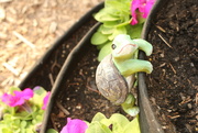 18th Jun 2023 - A turtle in a planter