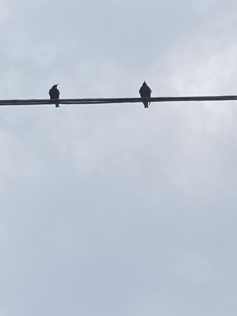 Wild June - Birds on a Wire  by spanishliz