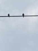 18th Jun 2023 - Wild June - Birds on a Wire 