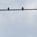 Wild June - Birds on a Wire  by spanishliz