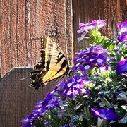 18th Jun 2023 - A Tiger Swallowtail 