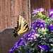 A Tiger Swallowtail  by louannwarren