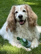 18th Jun 2023 - this dog only drinks imported water…