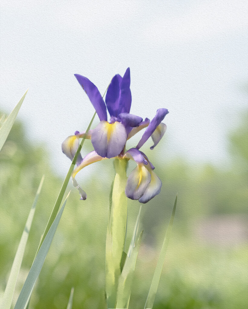 iris watercolor  by myhrhelper