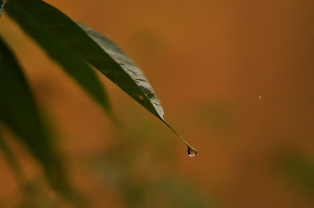 Leaf by sudo