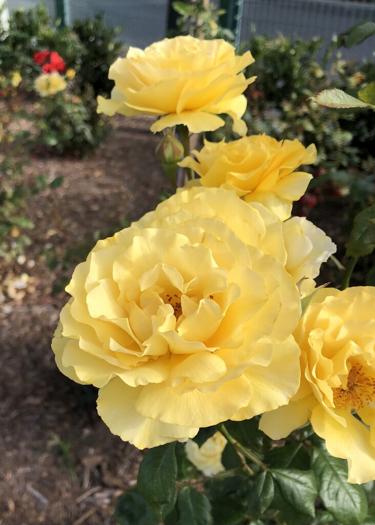 Quick Rose by Lois · 365 Project