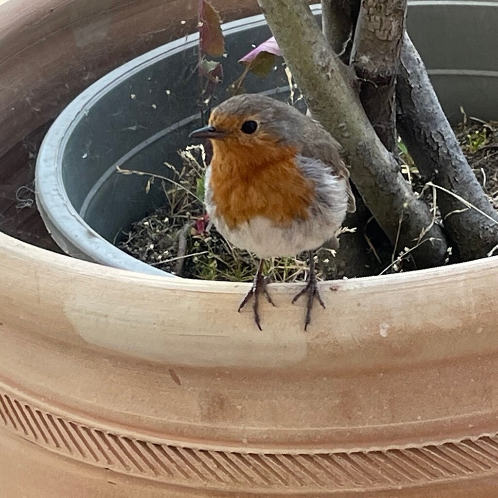 robin at the garden centre by quietpurplehaze