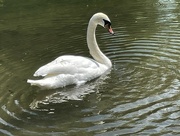 17th Jun 2023 - swan on the River Itchen