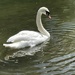 swan on the River Itchen by quietpurplehaze