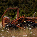 Old tractor amongst the weeds by 365projectclmutlow