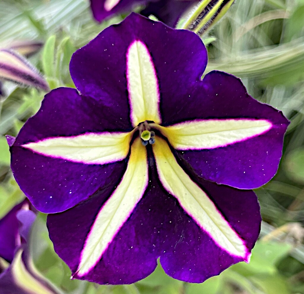 Spectacular petunia by congaree