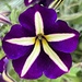 Spectacular petunia by congaree