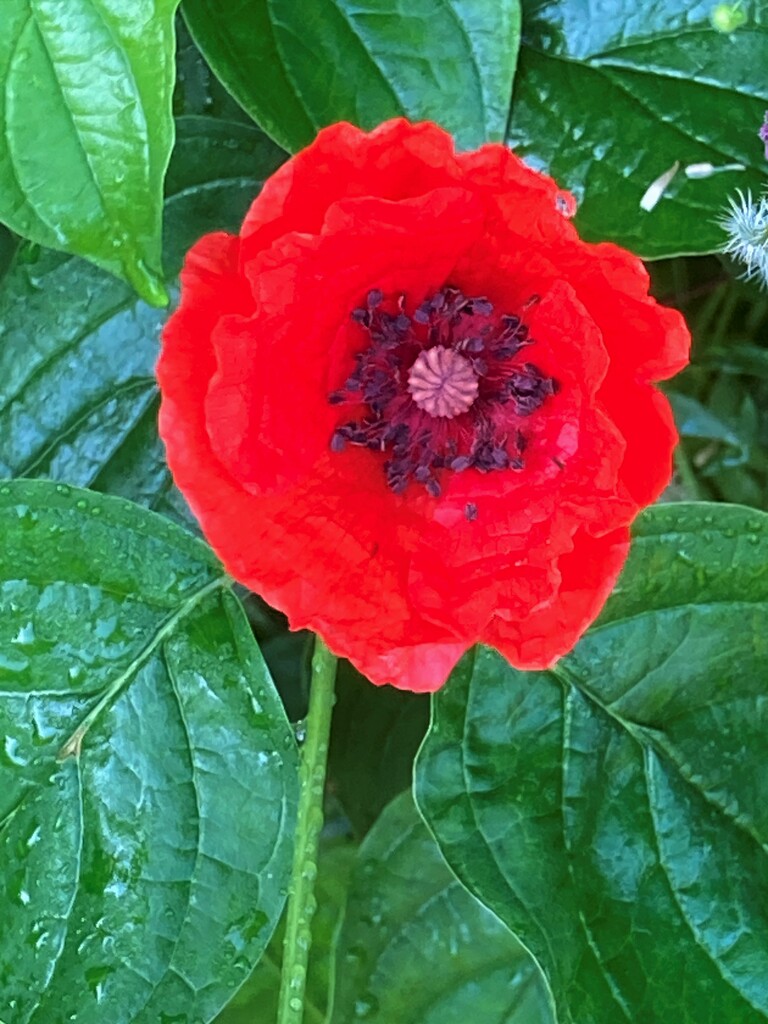Red poppy by 365anne