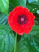 18th Jun 2023 - Red poppy