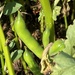 "Broad beans sleeping in their blankety bed" by 365anne
