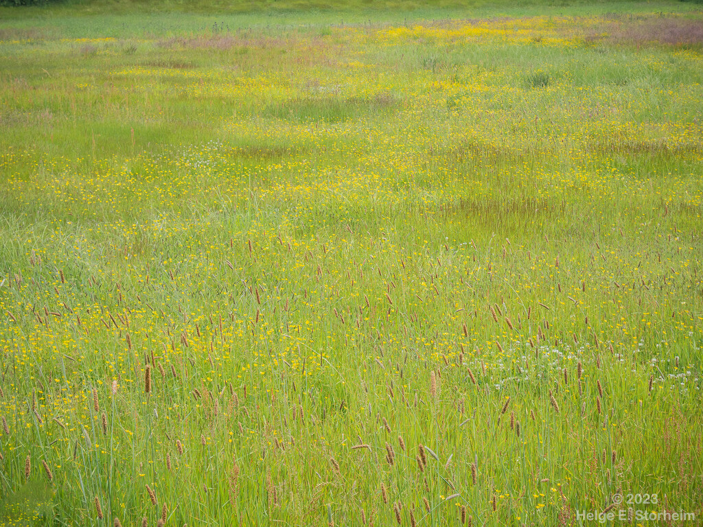 Summer meadow abstract by helstor365