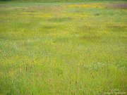 19th Jun 2023 - Summer meadow abstract