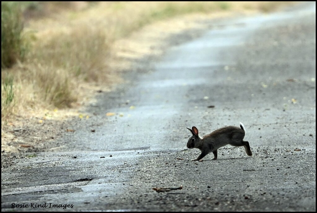 Why did the bunny cross the road? by rosiekind