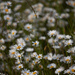Just Some Daisys by phil_sandford