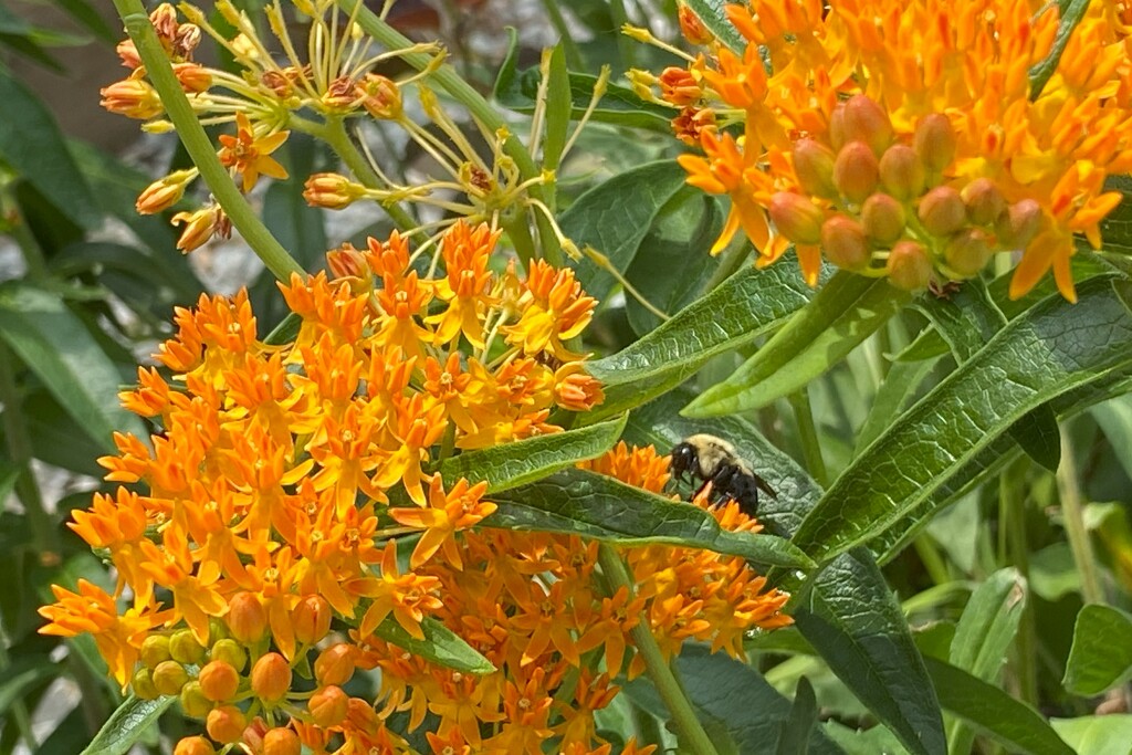 Butterfly Weed and bee by tunia