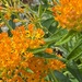Butterfly Weed and bee by tunia