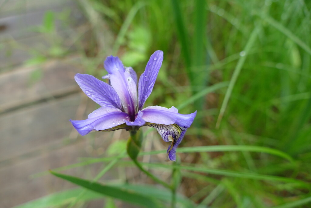 Northern Blue Flag Iris ... by sunnygreenwood