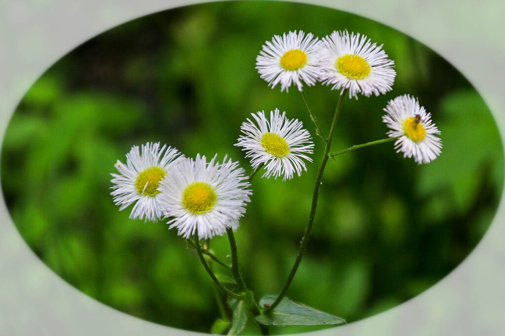 Little white wildflowers by mittens